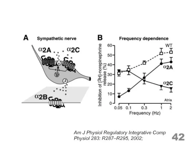 Am J Physiol Regulatory Integrative Comp Physiol 283: R287–R295, 2002;