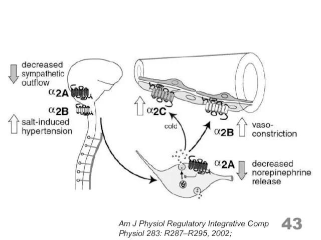 Am J Physiol Regulatory Integrative Comp Physiol 283: R287–R295, 2002;