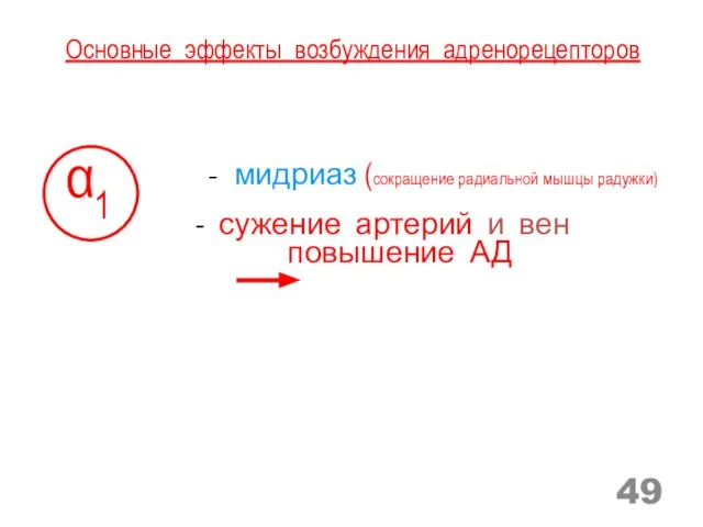 Основные эффекты возбуждения адренорецепторов α1 - мидриаз (сокращение радиальной мышцы радужки) -