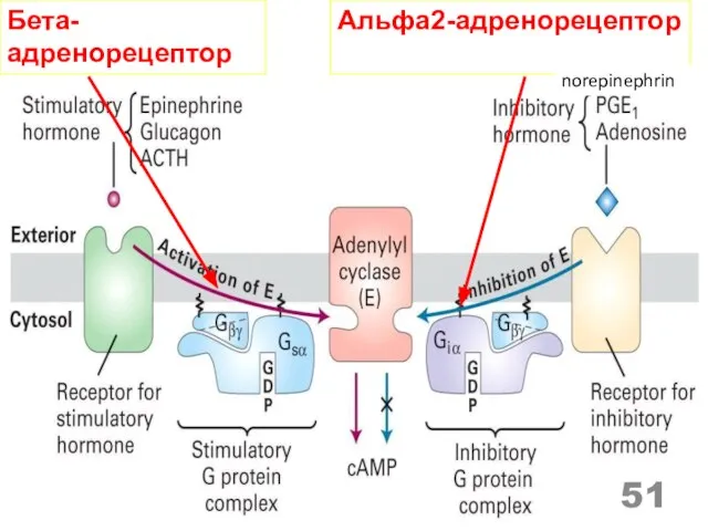 Бета-адренорецептор Альфа2-адренорецептор norepinephrin