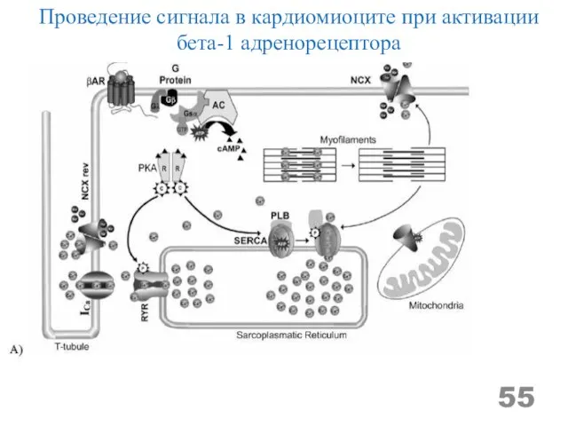 Проведение сигнала в кардиомиоците при активации бета-1 адренорецептора