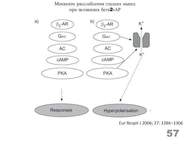 Eur Respir J 2006; 27: 1286–1306 Механизм расслабления гладких мышц при активации бета2-АР