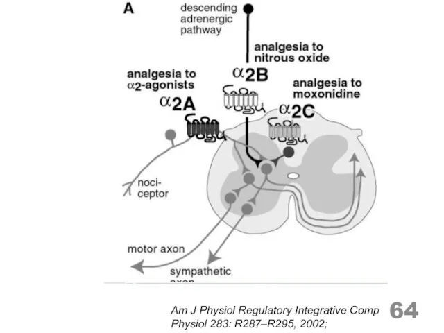 Am J Physiol Regulatory Integrative Comp Physiol 283: R287–R295, 2002;