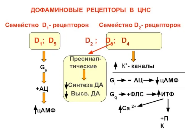 ДОФАМИНОВЫЕ РЕЦЕПТОРЫ В ЦНС Семейство D1- рецепторов Семейство D2- рецепторов D1; D5