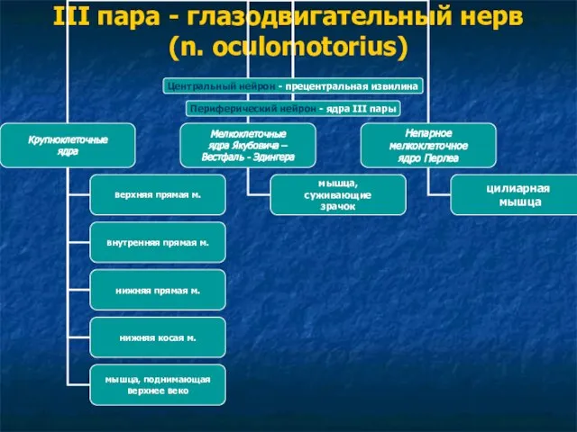 III пара - глазодвигательный нерв (n. oculomotorius)