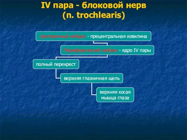 IV пара - блоковой нерв (n. trochlearis)