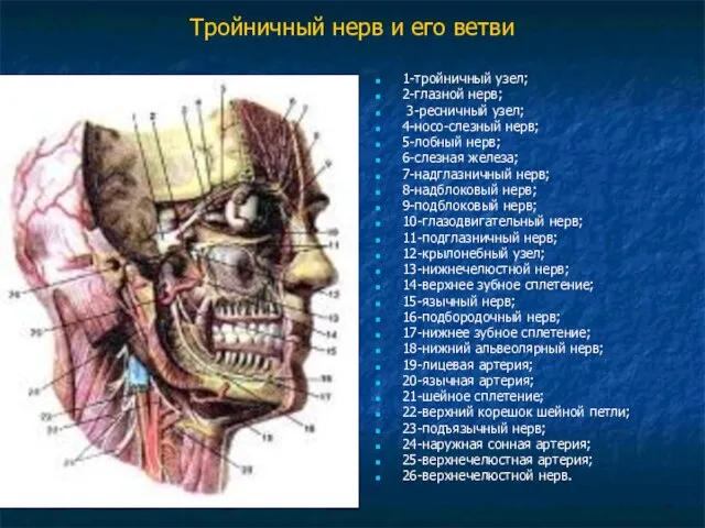 Тройничный нерв и его ветви 1-тройничный узел; 2-глазной нерв; 3-ресничный узел; 4-носо-слезный