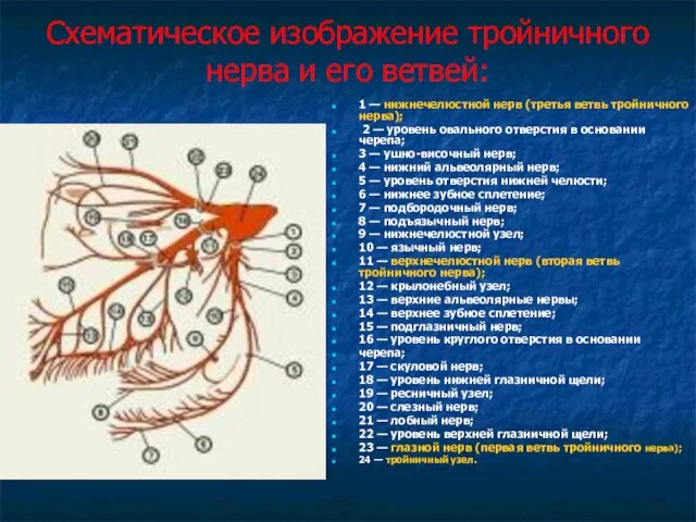 Схематическое изображение тройничного нерва и его ветвей: 1 — нижнечелюстной нерв (третья