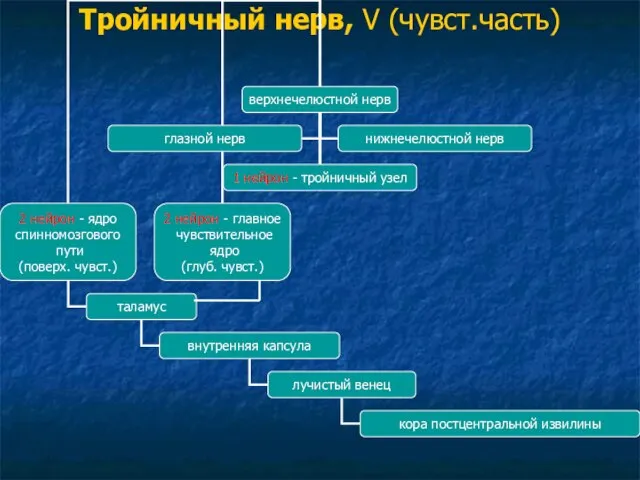 Тройничный нерв, V (чувст.часть)