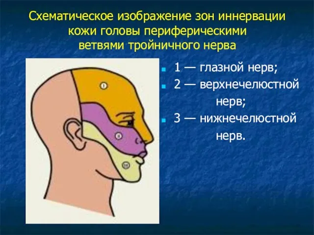 Схематическое изображение зон иннервации кожи головы периферическими ветвями тройничного нерва 1 —