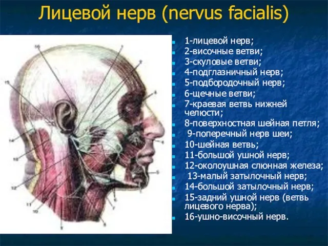 Лицевой нерв (nervus facialis) 1-лицевой нерв; 2-височные ветви; 3-скуловые ветви; 4-подглазничный нерв;