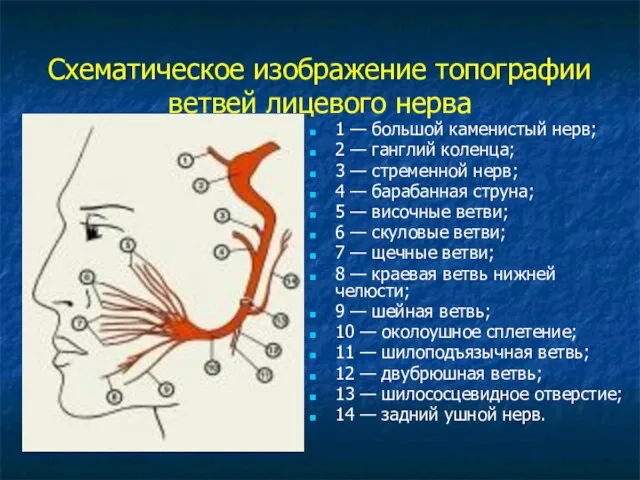 Схематическое изображение топографии ветвей лицевого нерва 1 — большой каменистый нерв; 2