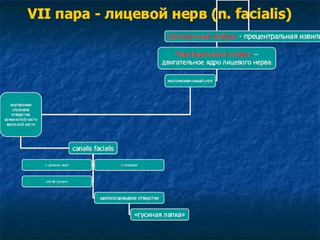 VII пара - лицевой нерв (n. facialis)