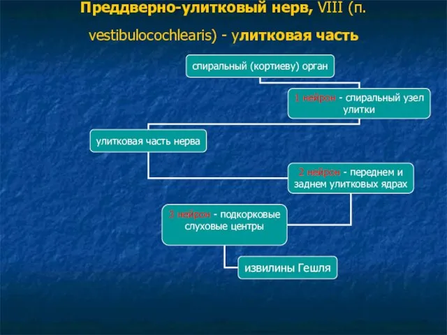 Преддверно-улитковый нерв, VIII (п. vestibulocochlearis) - улитковая часть