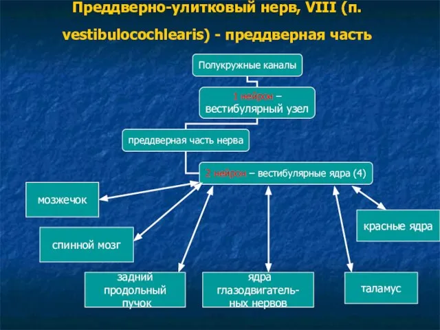 Преддверно-улитковый нерв, VIII (п. vestibulocochlearis) - преддверная часть мозжечок спинной мозг задний