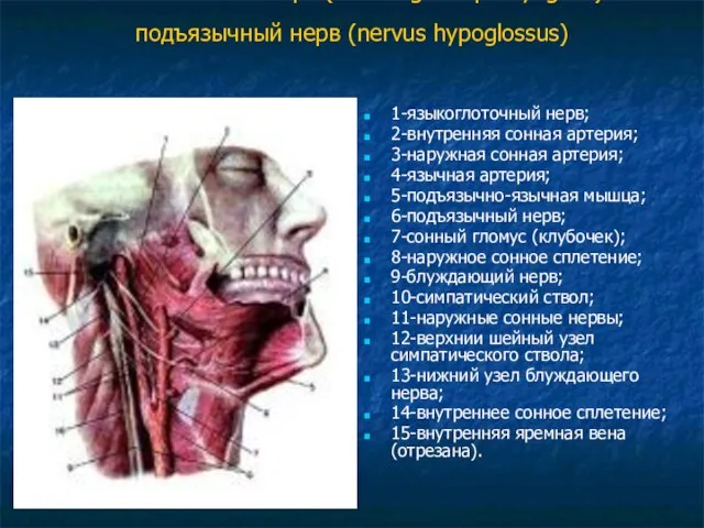 Языкоглоточный нерв (nervus glossopharyngeus) и подъязычный нерв (nervus hypoglossus) 1-языкоглоточный нерв; 2-внутренняя