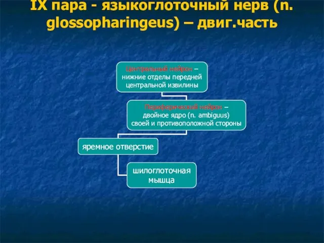 IX пара - языкоглоточный нерв (n. glossopharingeus) – двиг.часть