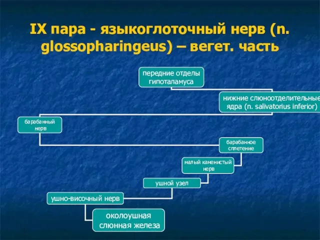 IX пара - языкоглоточный нерв (n. glossopharingeus) – вегет. часть