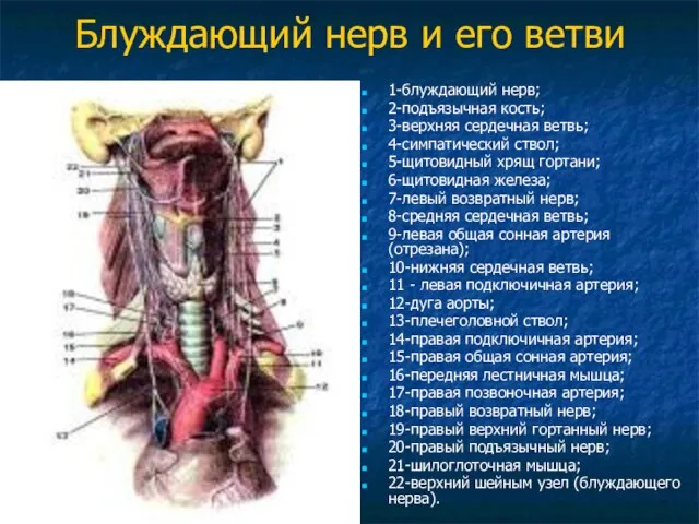 Блуждающий нерв и его ветви 1-блуждающий нерв; 2-подъязычная кость; 3-верхняя сердечная ветвь;