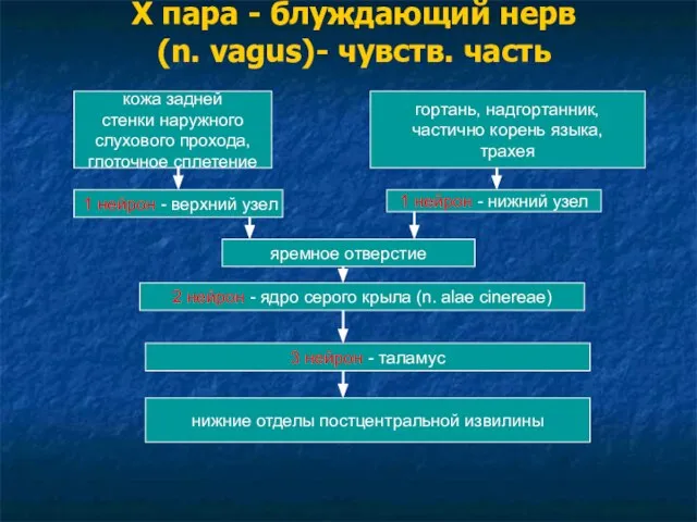 Х пара - блуждающий нерв (n. vagus)- чувств. часть кожа задней стенки