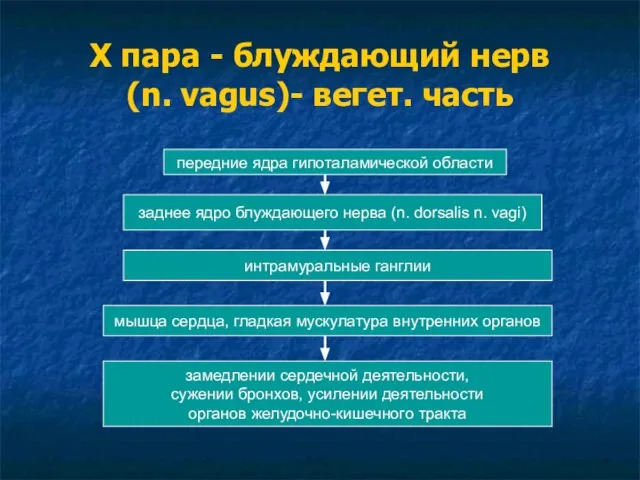 Х пара - блуждающий нерв (n. vagus)- вегет. часть передние ядра гипоталамической