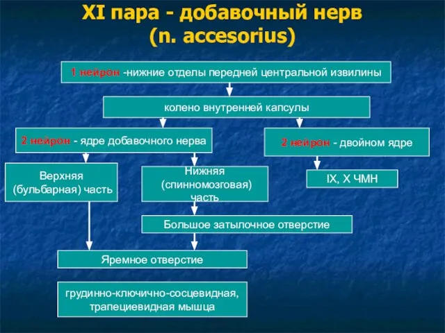 XI пара - добавочный нерв (n. accesorius) 1 нейрон -нижние отделы передней