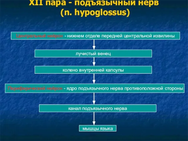 XII пара - подъязычный нерв (n. hypoglossus) Центральный нейрон - нижнем отделе