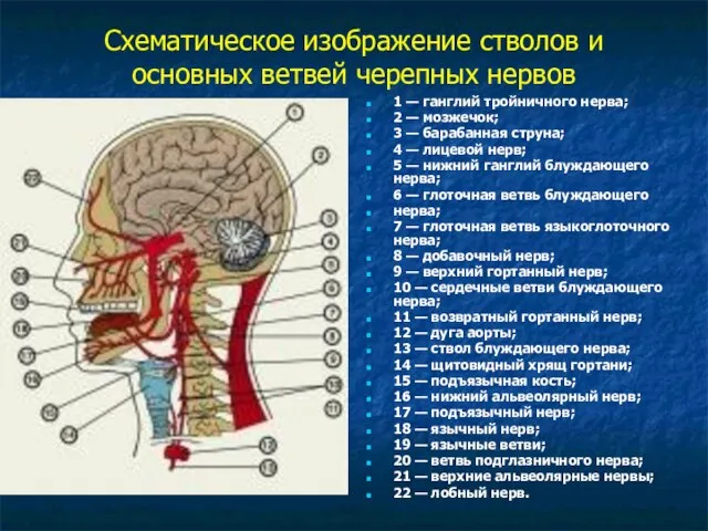 Схематическое изображение стволов и основных ветвей черепных нервов 1 — ганглий тройничного