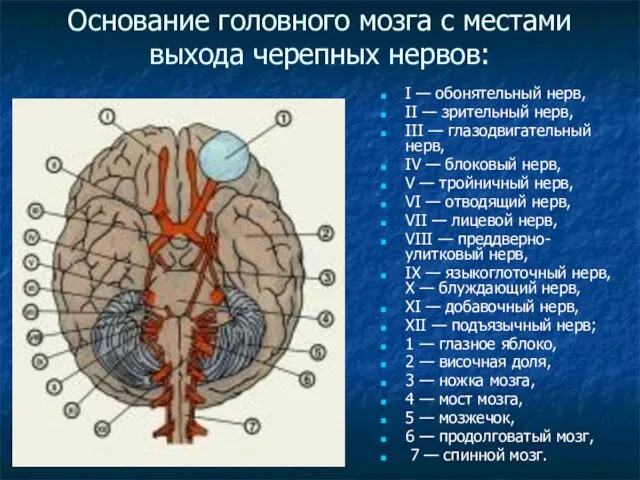 Основание головного мозга с местами выхода черепных нервов: I — обонятельный нерв,