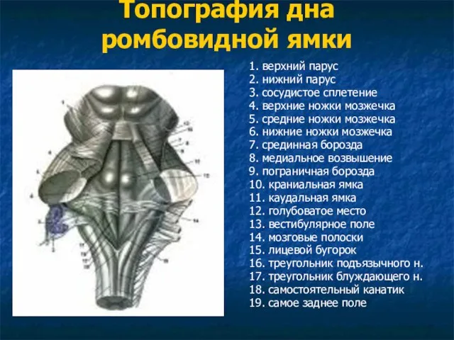 Топография дна ромбовидной ямки 1. верхний парус 2. нижний парус 3. сосудистое