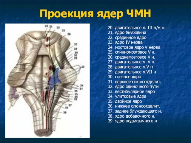 Проекция ядер ЧМН 20. двигательное я. III ч/м н. 21. ядро Якубовича