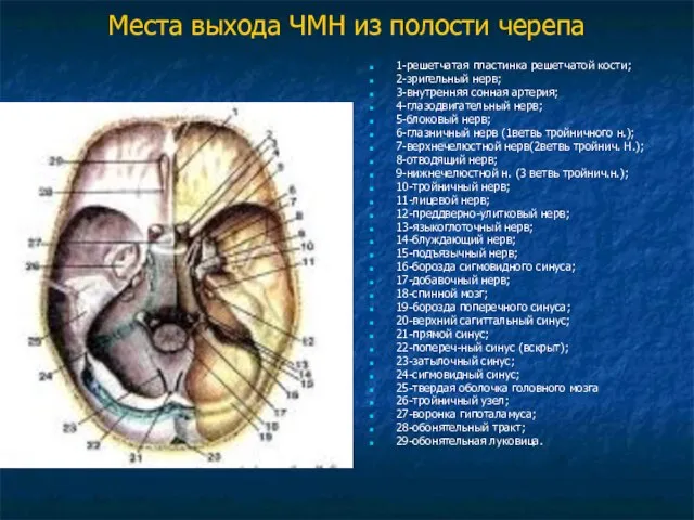 Места выхода ЧМН из полости черепа 1-решетчатая пластинка решетчатой кости; 2-зригельный нерв;