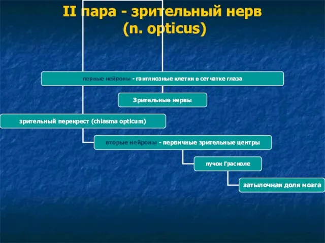 II пара - зрительный нерв (n. opticus)