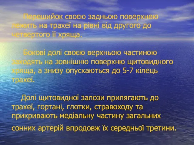 Перешийок своєю задньою поверхнею лежить на трахеї на рівні від другого до