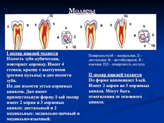 Моляры І моляр нижней челюсти Полость зуба кубическая, повторяет коронку. Имеет 4