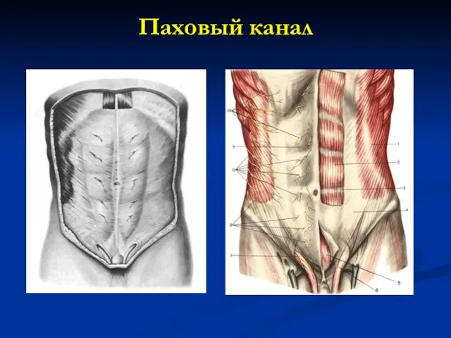 Паховый канал