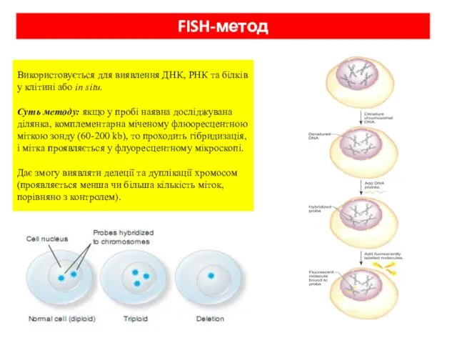 FISH-метод Використовується для виявлення ДНК, РНК та білків у клітині або in