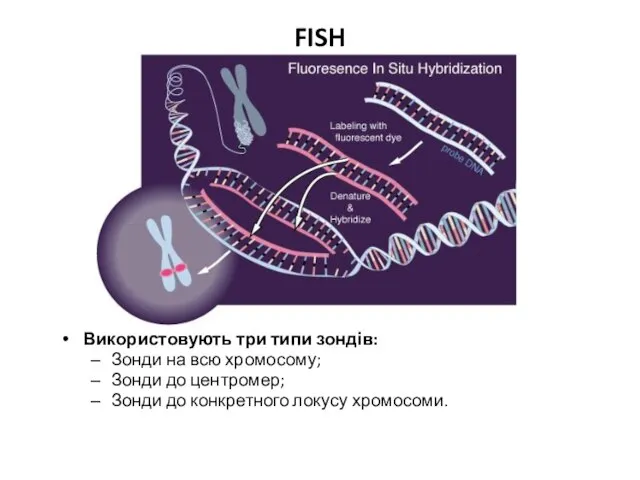 FISH Використовують три типи зондів: Зонди на всю хромосому; Зонди до центромер;