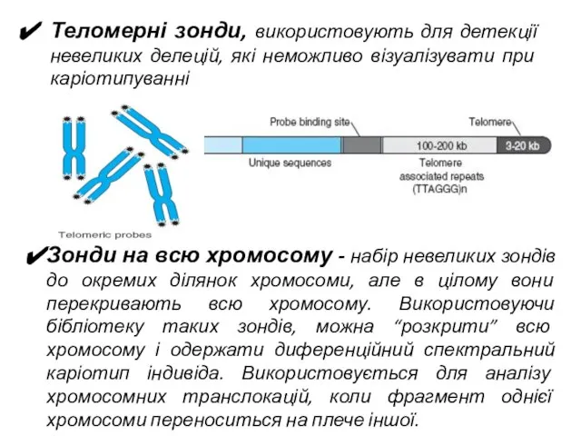 Зонди на всю хромосому - набір невеликих зондів до окремих ділянок хромосоми,