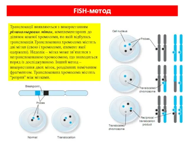 FISH-метод Транслокації виявляються з використанням різнокольорових міток, комплементарних до ділянок кожної хромосоми,