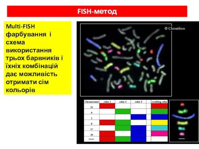Multi-FISH фарбування і схема використання трьох барвників і їхніх комбінацій дає можливість отримати сім кольорів FISH-метод
