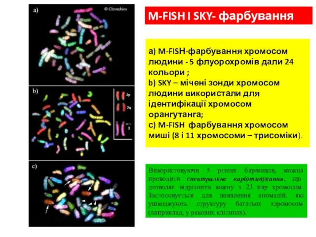 а) M-FISН-фарбування хромосом людини - 5 флуорохромів дали 24 кольори ; b)