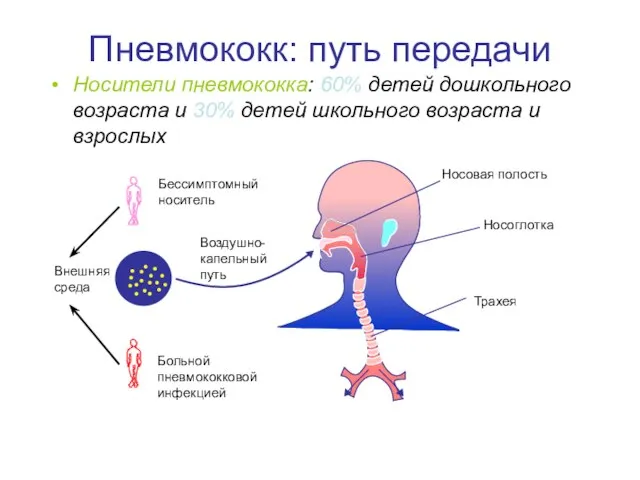 Пневмококк: путь передачи Носители пневмококка: 60% детей дошкольного возраста и 30% детей