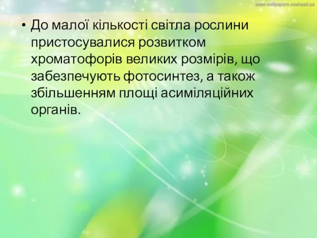 До малої кількості світла рослини пристосувалися розвитком хроматофорів великих розмірів, що забезпечують