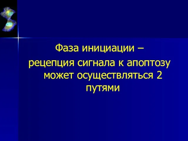 Фаза инициации – рецепция сигнала к апоптозу может осуществляться 2 путями