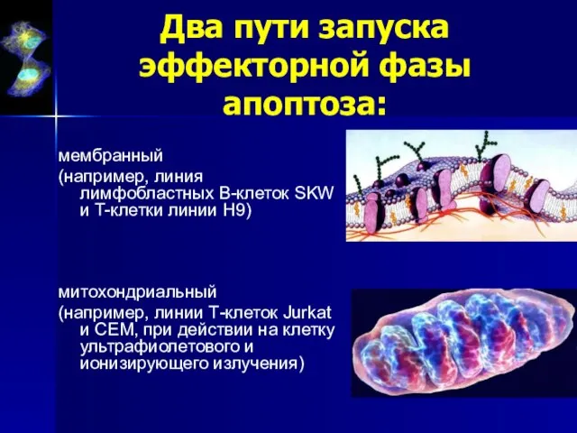 Два пути запуска эффекторной фазы апоптоза: мембранный (например, линия лимфобластных В-клеток SKW