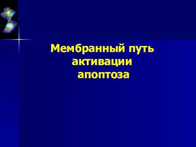 Мембранный путь активации апоптоза