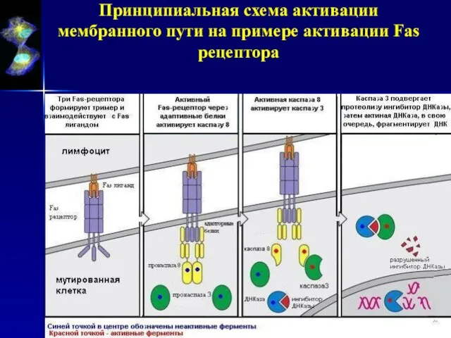 Принципиальная схема активации мембранного пути на примере активации Fas рецептора