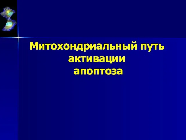 Митохондриальный путь активации апоптоза