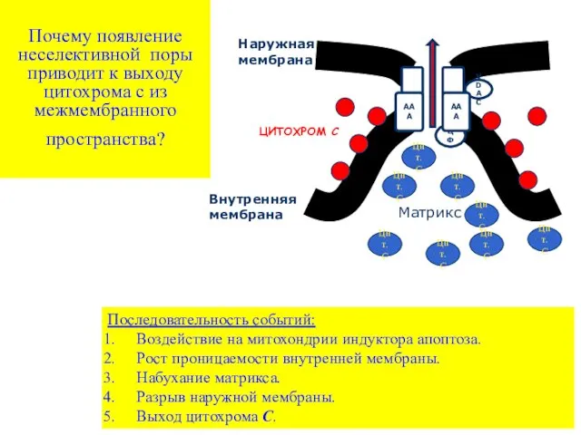 Почему появление неселективной поры приводит к выходу цитохрома с из межмембранного пространства?